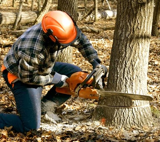 Tree Removal in Pleasantville, PA